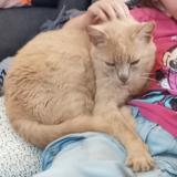 Photo de chat perdu à Amfreville