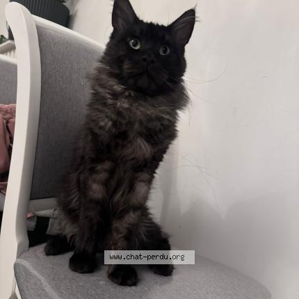 Photo 1/1 Balthazar Chat perdu à Vandoeuvre les nancy