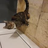 Photo de chat trouvé à Grune