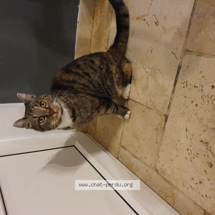 Photo 1/1 Chat trouvé Trouvé à Grune