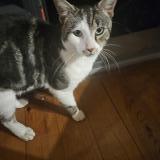 Photo de chat trouvé à Odos