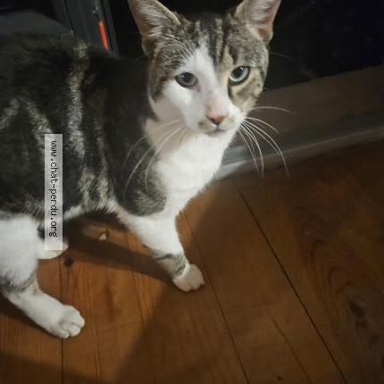 Photo 1/1 Chat trouvé Trouvé à Odos