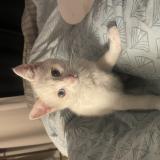 Photo de chat perdu à Ribagnac