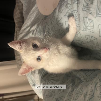 Photo 1/1 Chat retrouvé Perdu à Ribagnac