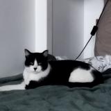 Photo de chat trouvé à Toulouse