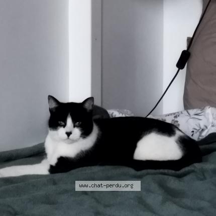 Photo 1/1 Chat retrouvé Trouvé à Toulouse