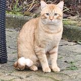 Photo de chat trouvé à Villeparisis