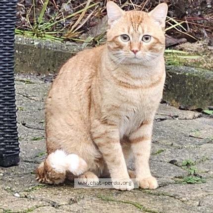 Photo 1/1 Chat trouvé Trouvé à Villeparisis