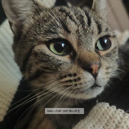 Photo 1/1 Yasko Chat perdu à Tallende