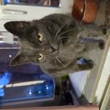 Photo de chat trouvé à Joncret