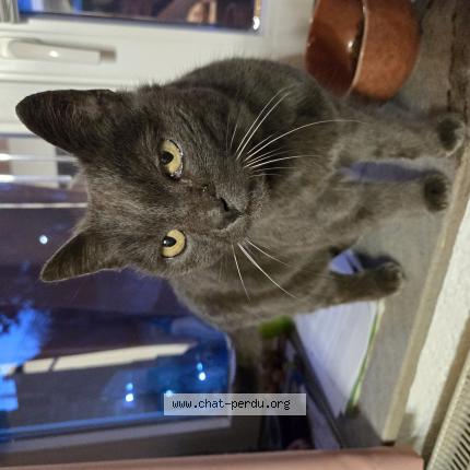 Photo 1/1 Chat trouvé Trouvé à Joncret