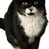 Photo de chat trouvé à Villarodin Bourget