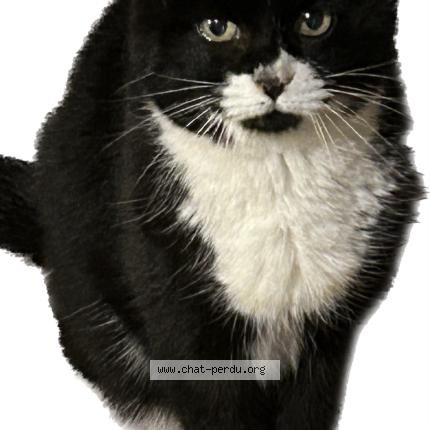 Photo 1/1 Chat retrouvé Trouvé à Villarodin bourget