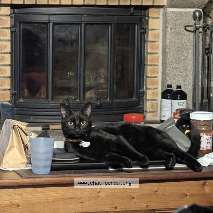 Photo 1/1 Salem Chat perdu à La coulonche