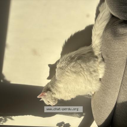 Photo 1/1 Lucie Chat perdu à Grenoble