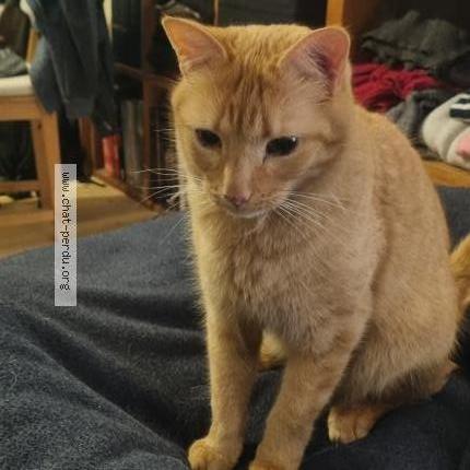 Photo 1/1 Charlie Chat perdu à Franclens