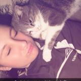 Photo de chat perdu à Montceau Les Mines