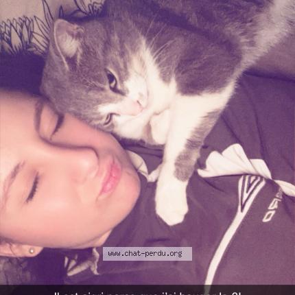 Photo 1/1 Oslo Chat perdu à Montceau les mines