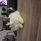 Photo de chat perdu à Servian