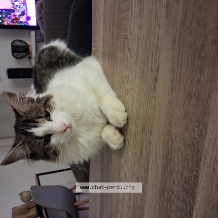 Photo 1/1 Arry Chat perdu à Servian