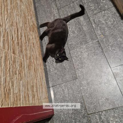 Photo 1/1 Chat retrouvé Perdu à Bruxelles