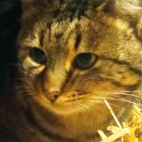 Photo de chat trouvé à Ploeuc L Hermitage