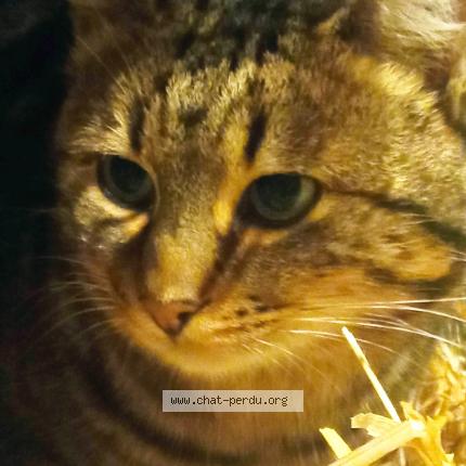 Photo 1/2 Chat trouvé Trouvé à Ploeuc l hermitage