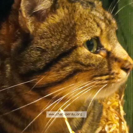 Photo 2/2 Chat trouvé Trouvé à Ploeuc l hermitage