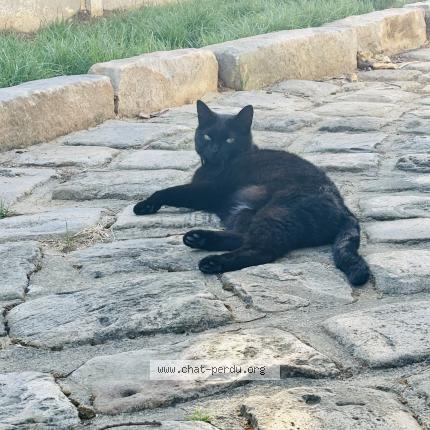 Photo 1/1 Polly Chat perdu à Amblainville