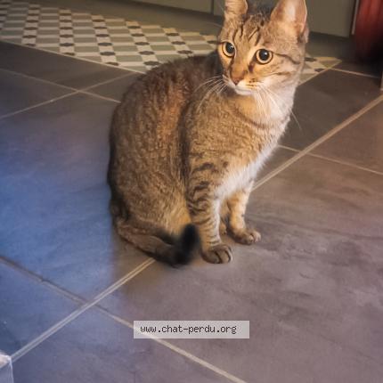 Photo 1/1 Chat retrouvé Trouvé à Patay