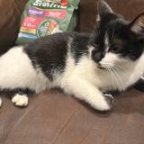 Photo de chat trouvé à Coulommiers La Tour