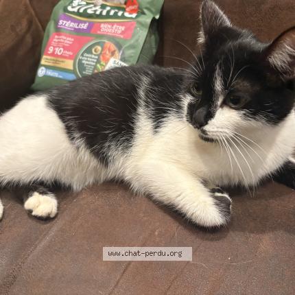 Photo 1/1 Chat trouvé Trouvé à Coulommiers la tour