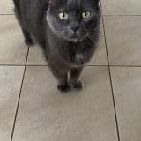 Photo de chat perdu à Lambersart