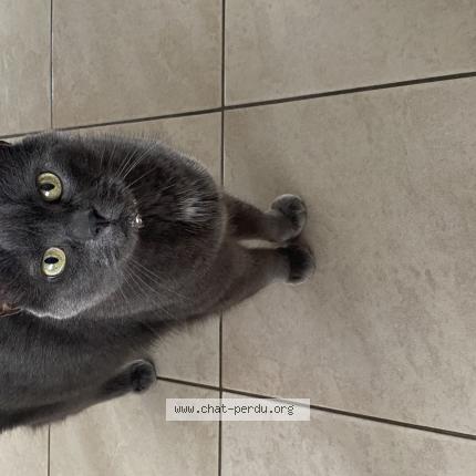 Photo 1/1 Galipette Chat perdu à Lambersart