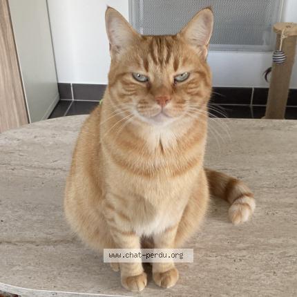 Photo 1/1 Tigrou Chat perdu à Montpellier