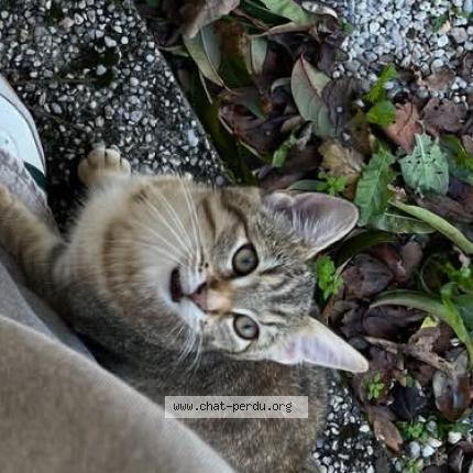 Photo 1/1 Chat retrouvé Perdu à Menesplet