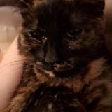 Photo de chat perdu à Evreux