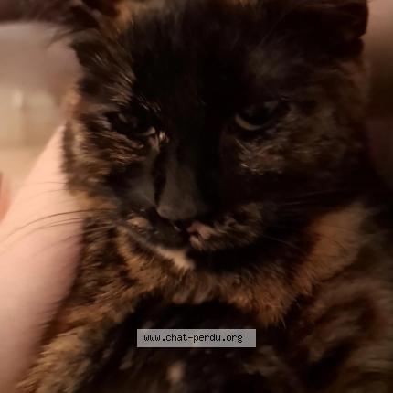 Photo 1/3 Tartin Chat perdu à Evreux