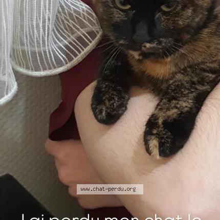 Photo 2/3 Tartin Chat perdu à Evreux