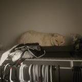 Photo de chat perdu à Montreal