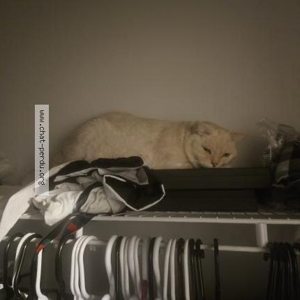 Photo 1/1 Ivori Chat perdu à Montreal