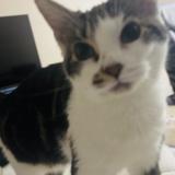 Photo de chat perdu à Laporte