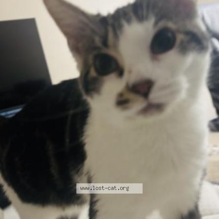 Photo 1/1 Stormy Chat perdu à Laporte