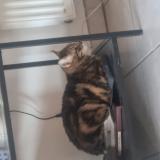 Photo de chat perdu à Marseille