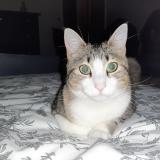 Photo de chat perdu à Four