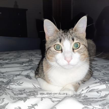 Photo 1/1 Romy Chat perdu à Four