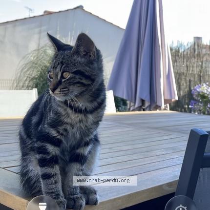 Photo 1/1 Oya Chat perdu à Saint christophe du ligneron