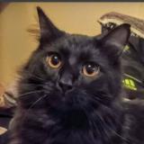 Photo de chat perdu à Tacoma