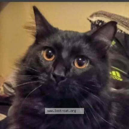 Photo 1/1 Kurama Chat perdu à Tacoma