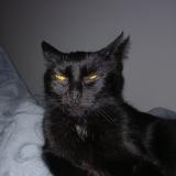 Photo de chat trouvé à Fontenay Sous Bois